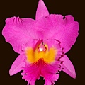 Blc. Pink-Empress-1