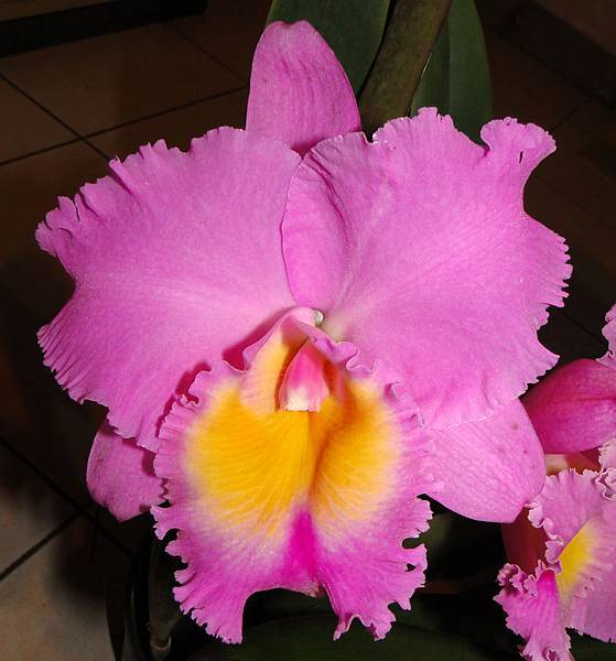 Blc. Triumphal Coronation