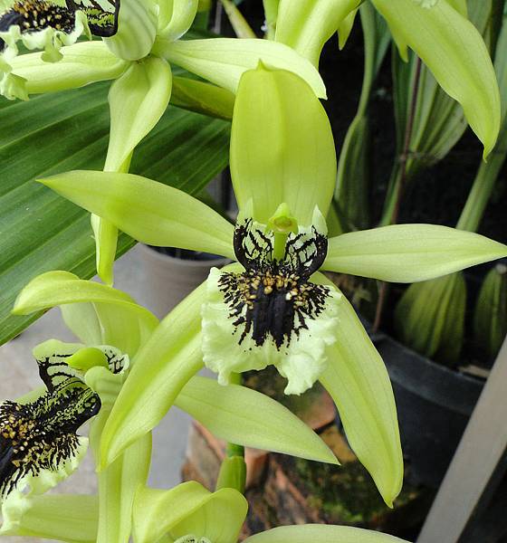 Coelogyne  pandurata 