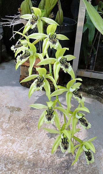 Coelogyne pandurata