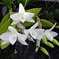 Dendrobium  parishii  