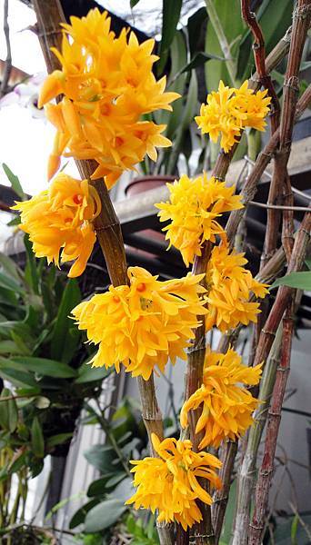 Dendrobium  tiongii 