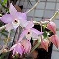 Dendrobium  aduncum 