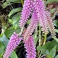 Dendrobium bursigerum