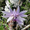 Dendrobium ceraula2