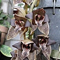 Grammatophyllum stapeliaeflorum