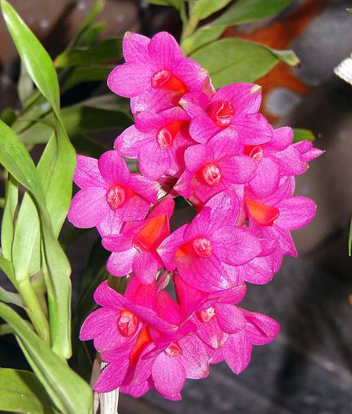 Dendrobium glomeratum.JPG