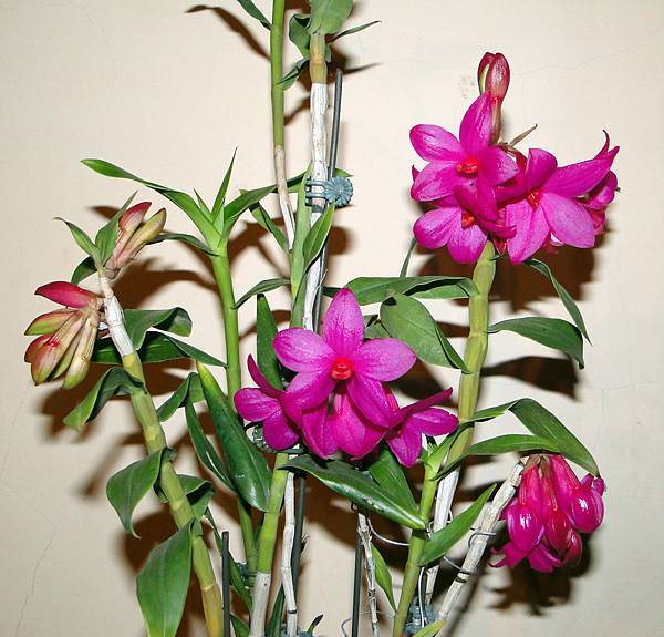 Dendrobium glomeratum4.JPG