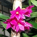 Dendrobium goldschmidtianum