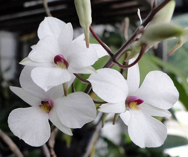 Dendrobium fytchianum1.JPG