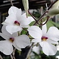 Dendrobium fytchianum1.JPG