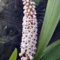 Eria floribunda.JPG