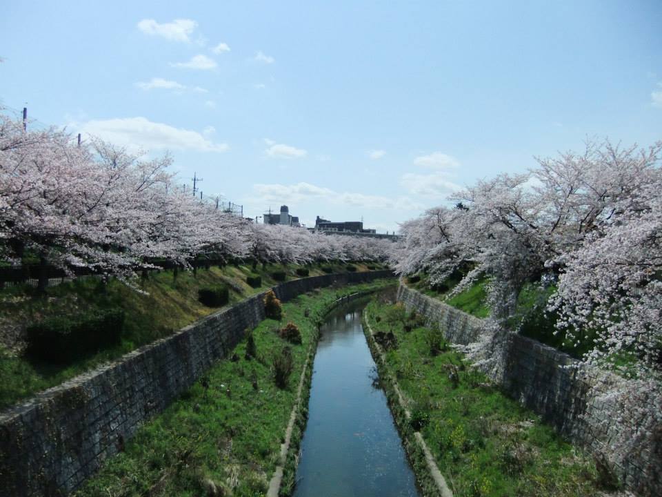 【日本名古屋賞櫻景點】山崎川四季之道