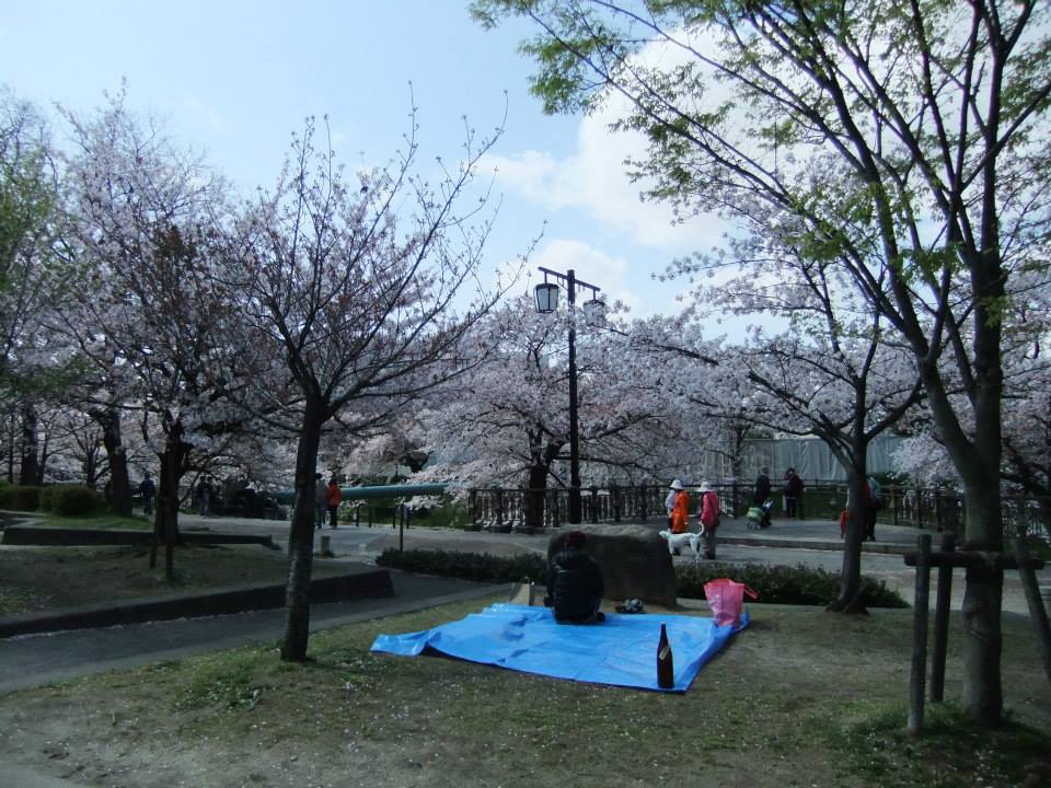 【日本名古屋賞櫻景點】山崎川四季之道