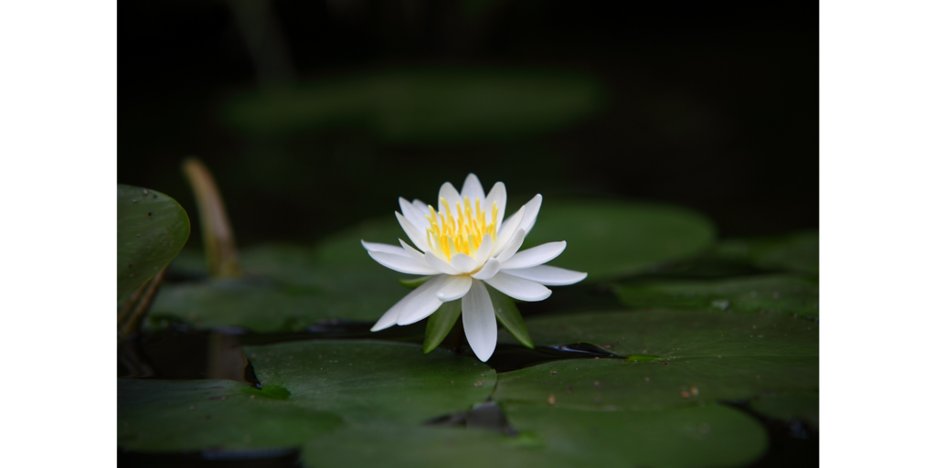 純淨.png 純淨.png