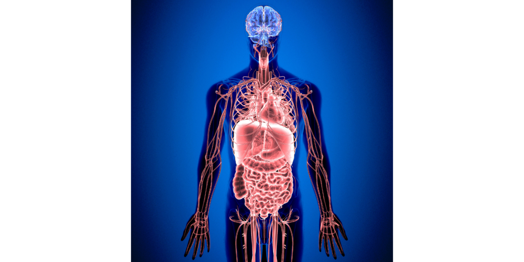 人體.png 人體.png