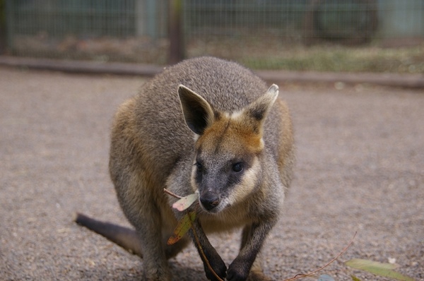 Australia_Day09_06.jpg