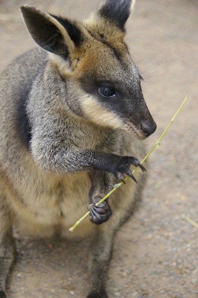 Australia_Day09_10.jpg