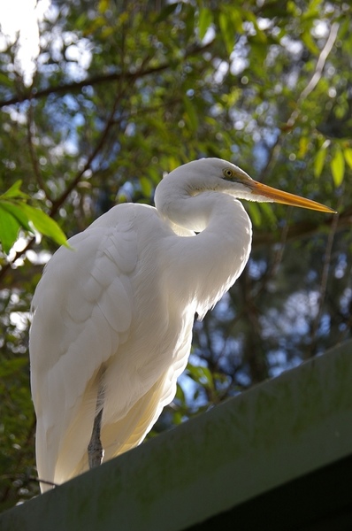 Australia_Day09_16.jpg