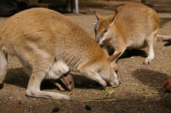 Australia_Day09_33.jpg