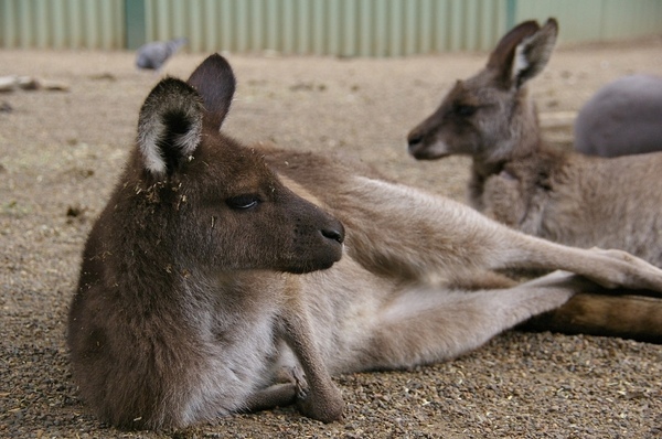 Australia_Day09_35.jpg