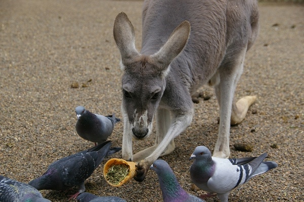 Australia_Day09_37.jpg