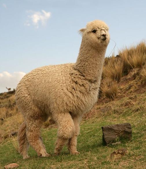 Alpacas-13.jpg