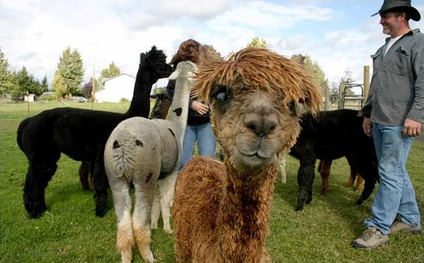 Alpacas-04.jpg