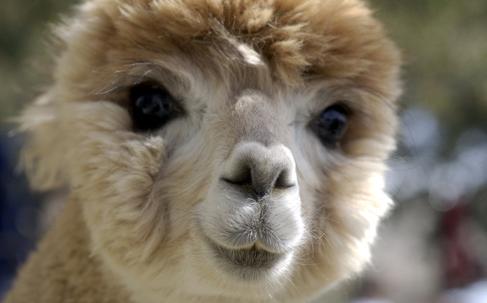 Alpacas-05.jpg