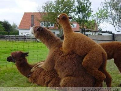 Alpacas-06.jpg