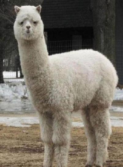 Alpacas-07.jpg