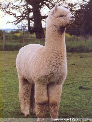 Alpacas-09.jpg