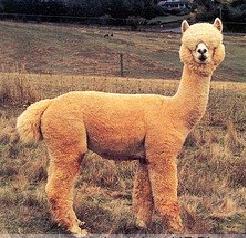 Alpacas-12.jpg