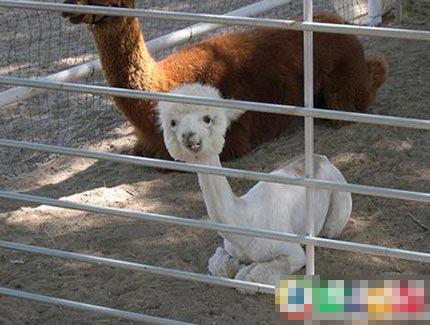 Alpacas-10.jpg