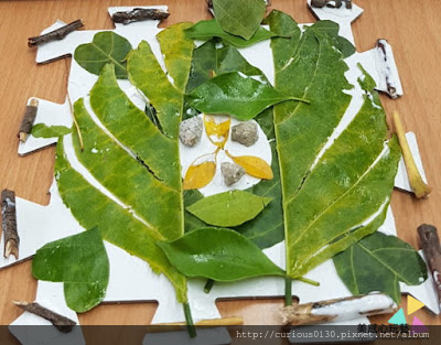 在開會的葉子們 大自然點線面