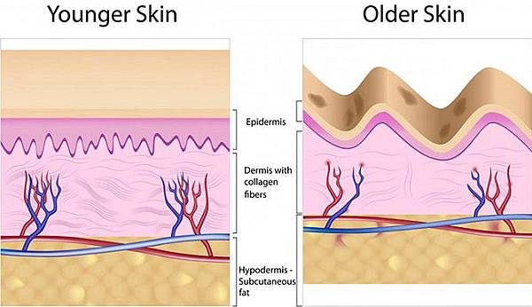 Functions-of-Collagen-for-Skin1.jpg