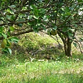 在柚子園裡吸蚯蚓的黑面琵鷺