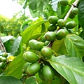咖啡豆原形