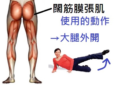 部落格圖片 闊筋膜張肌 Curves 忠孝敦化的相簿 痞客邦 部落格圖片 闊筋膜張肌 Curves 忠孝敦化的相簿 痞客邦