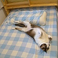 這床很舒服吆！.JPG