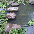 標本園水池-1