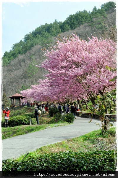 美麗櫻花小道