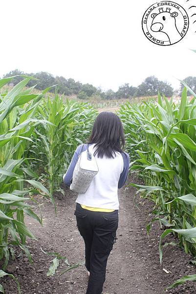 corn maze