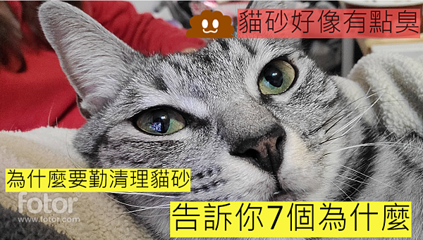 【2024】貓砂多久換一次? 怎麼清理貓砂盆? 告訴你7個為