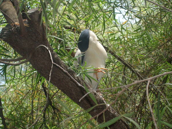 San Diego Wild Animal Zoo 029.jpg