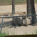 San Diego Wild Animal Zoo 124.jpg