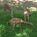 San Diego Wild Animal Zoo 133.jpg