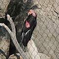 San Diego Wild Animal Zoo 159.jpg