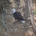 San Diego Wild Animal Zoo 164.jpg