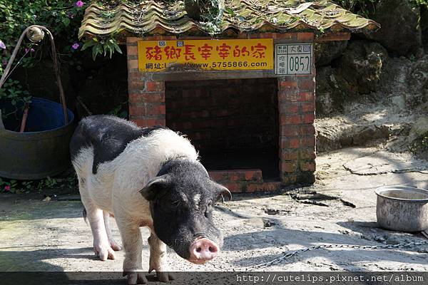 豬鄉長